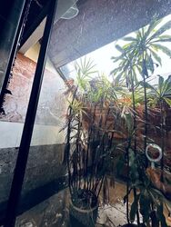 Palm Avenue (D15), Detached #561627781